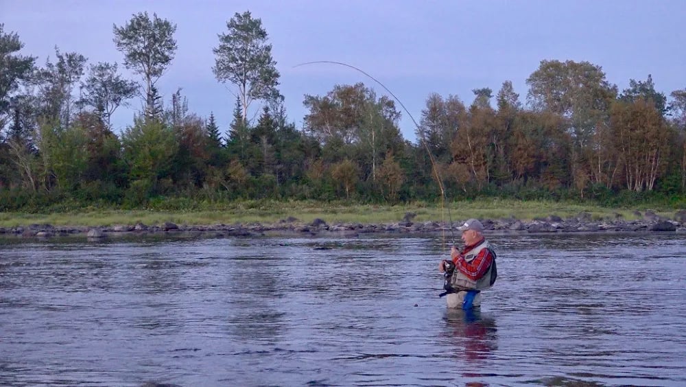 Fly fisherman casting in a wide river with a forested bank under a pale sky at dusk