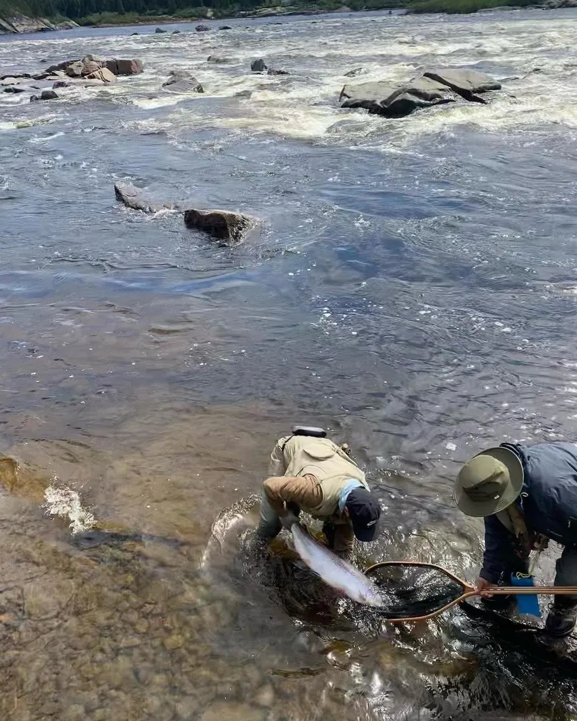 Two anglers in waders netting a large salmon in a shallow, rocky river