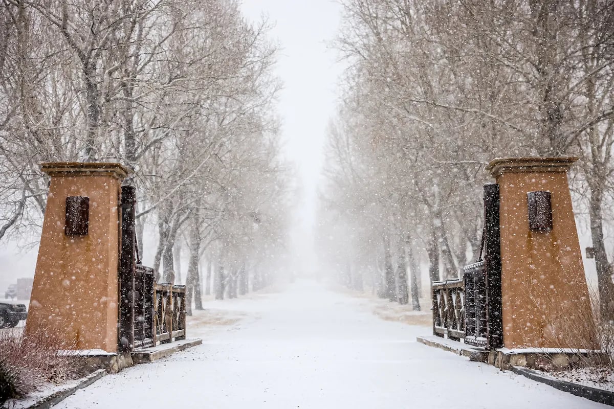 Snowy tree-lined driveway with rustic stone gate pillars in a winter landscape