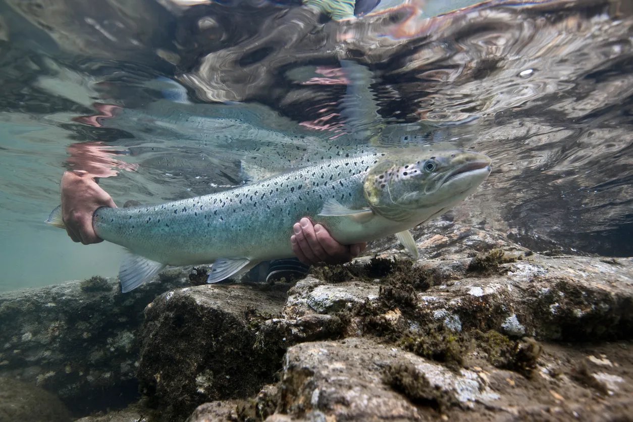 Underwater view of a large Atlantic salmon being held in clear river water