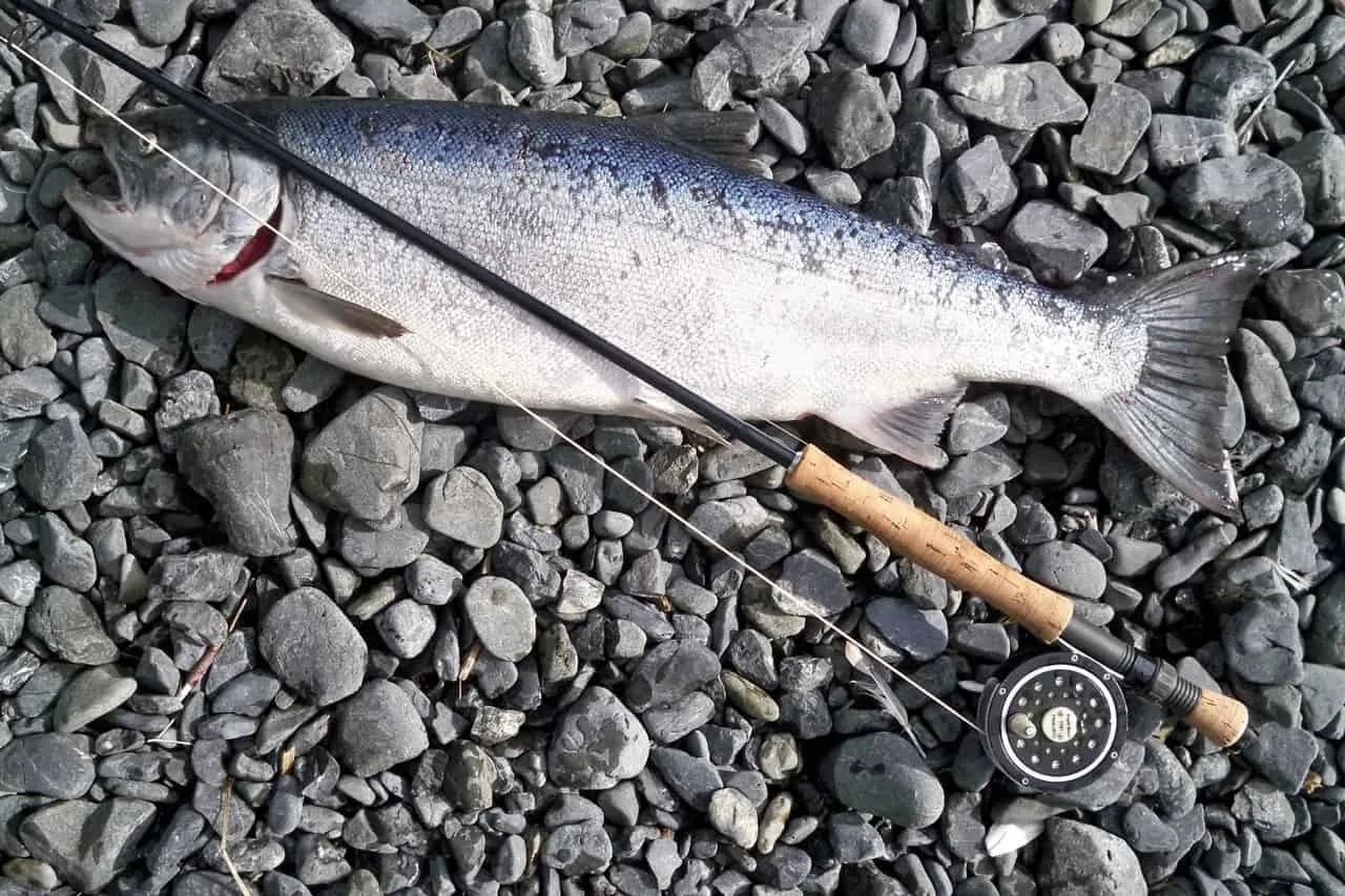 Salmon fishing on Lake Maree