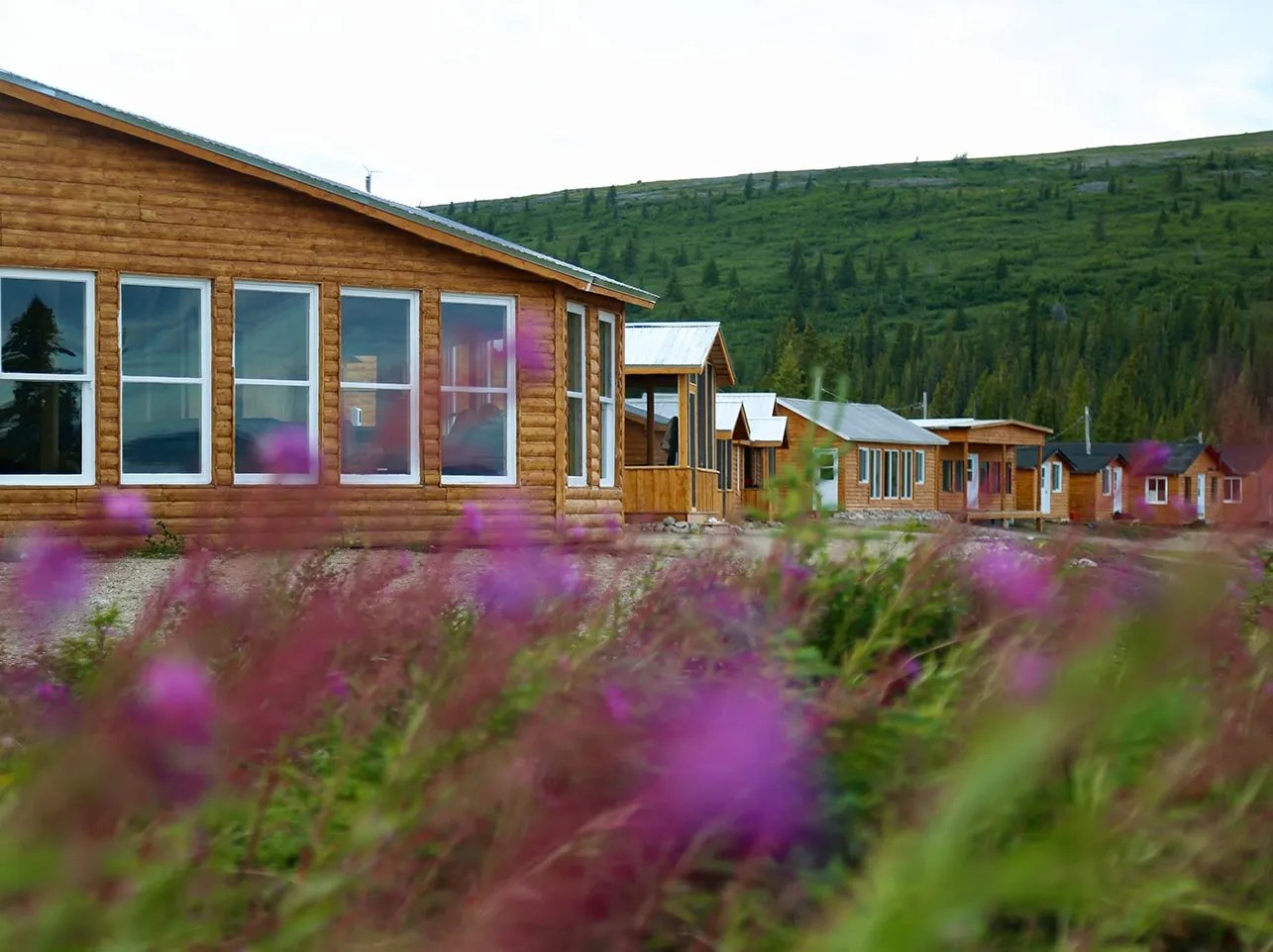 Wooden lodge buildings with purple wildflowers in the foreground