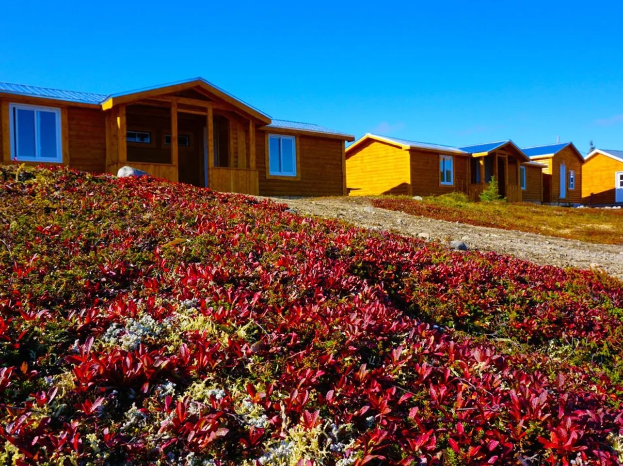 Row of wooden guest cabins on a hill with vibrant red ground cover