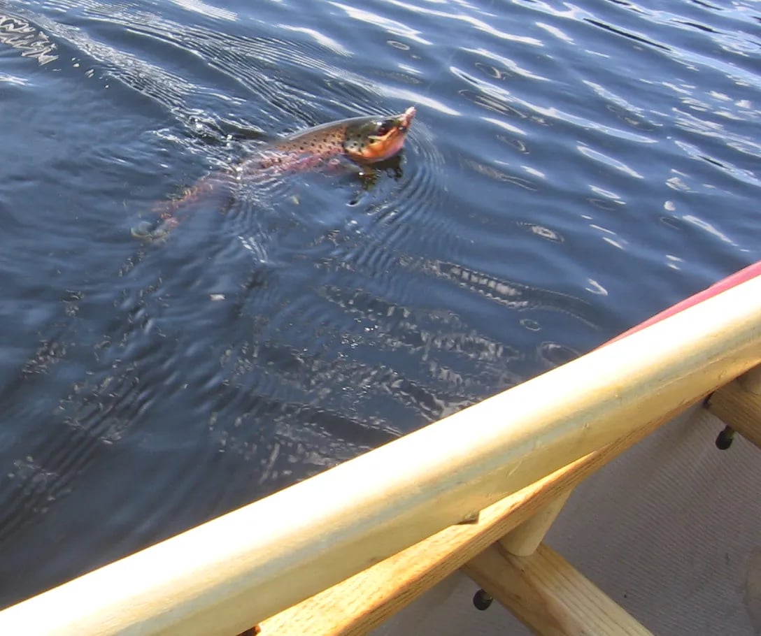 Brown Trout swimming in water next to a canoe