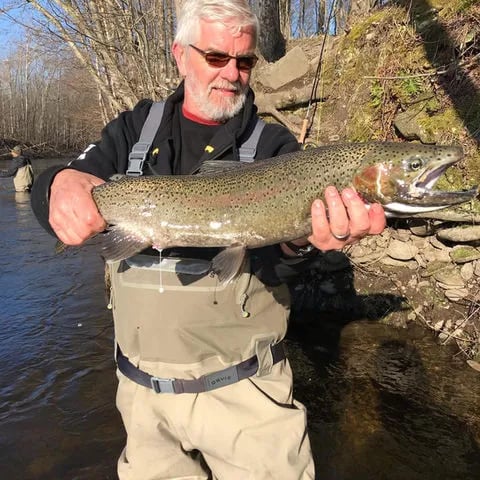 Older angler in waders holding a large Steelhead in a sunny river