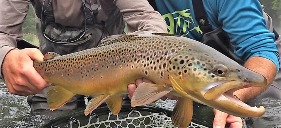 Angler holding a large Brown Trout over a net in a river.