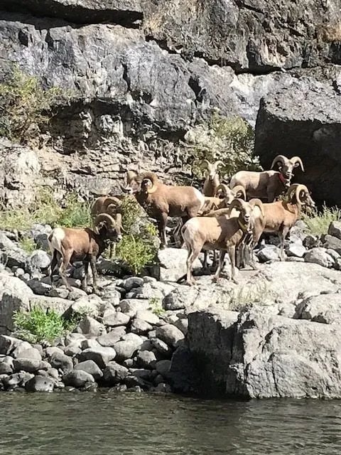 Herd of Bighorn sheep on a rocky riverbank with steep cliffs in the background
