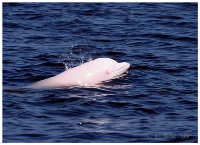 Pink dolphin swimming alongside a grey dolphin in choppy water.