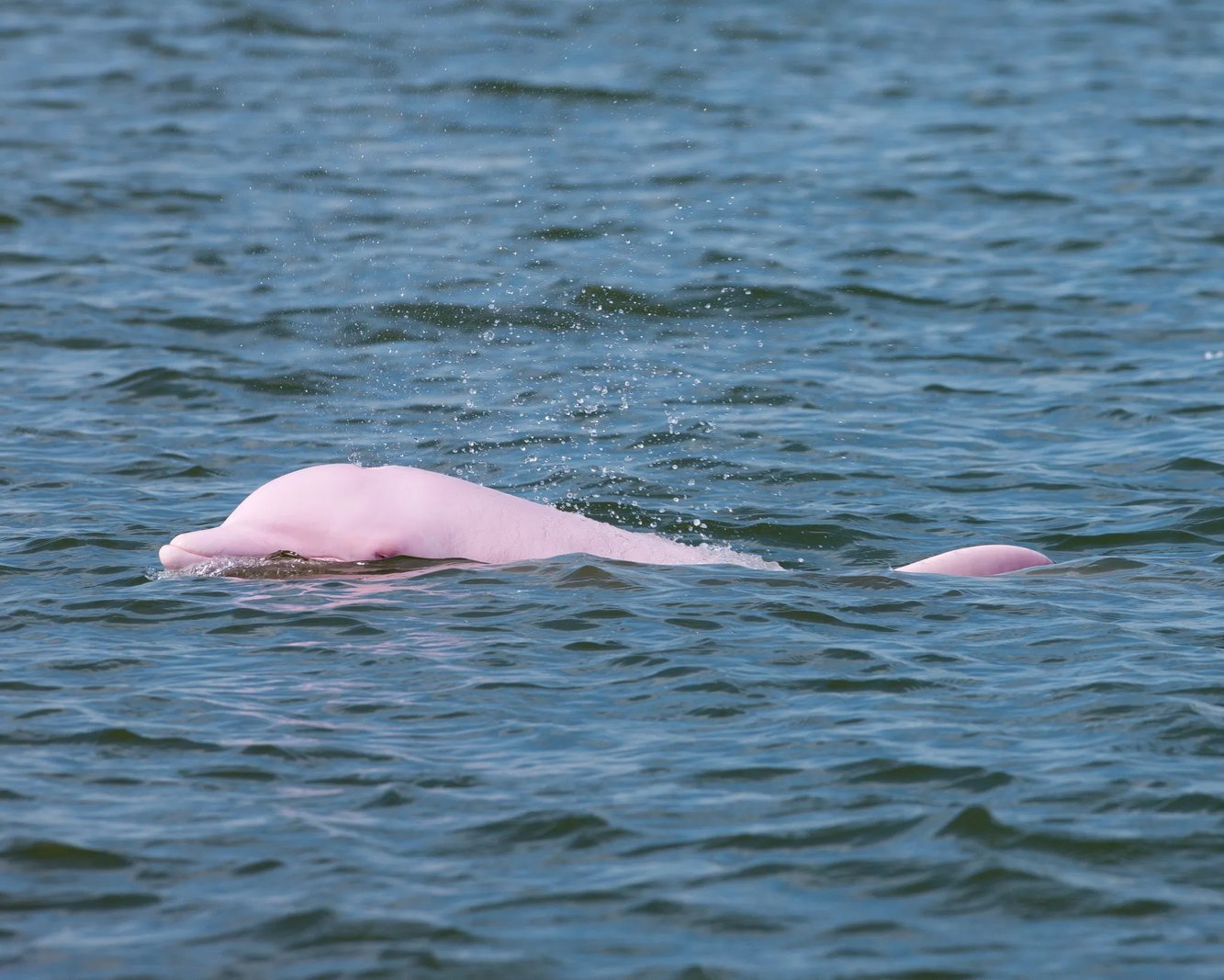 Pink dolphin with its head breaking the surface of dark blue water.