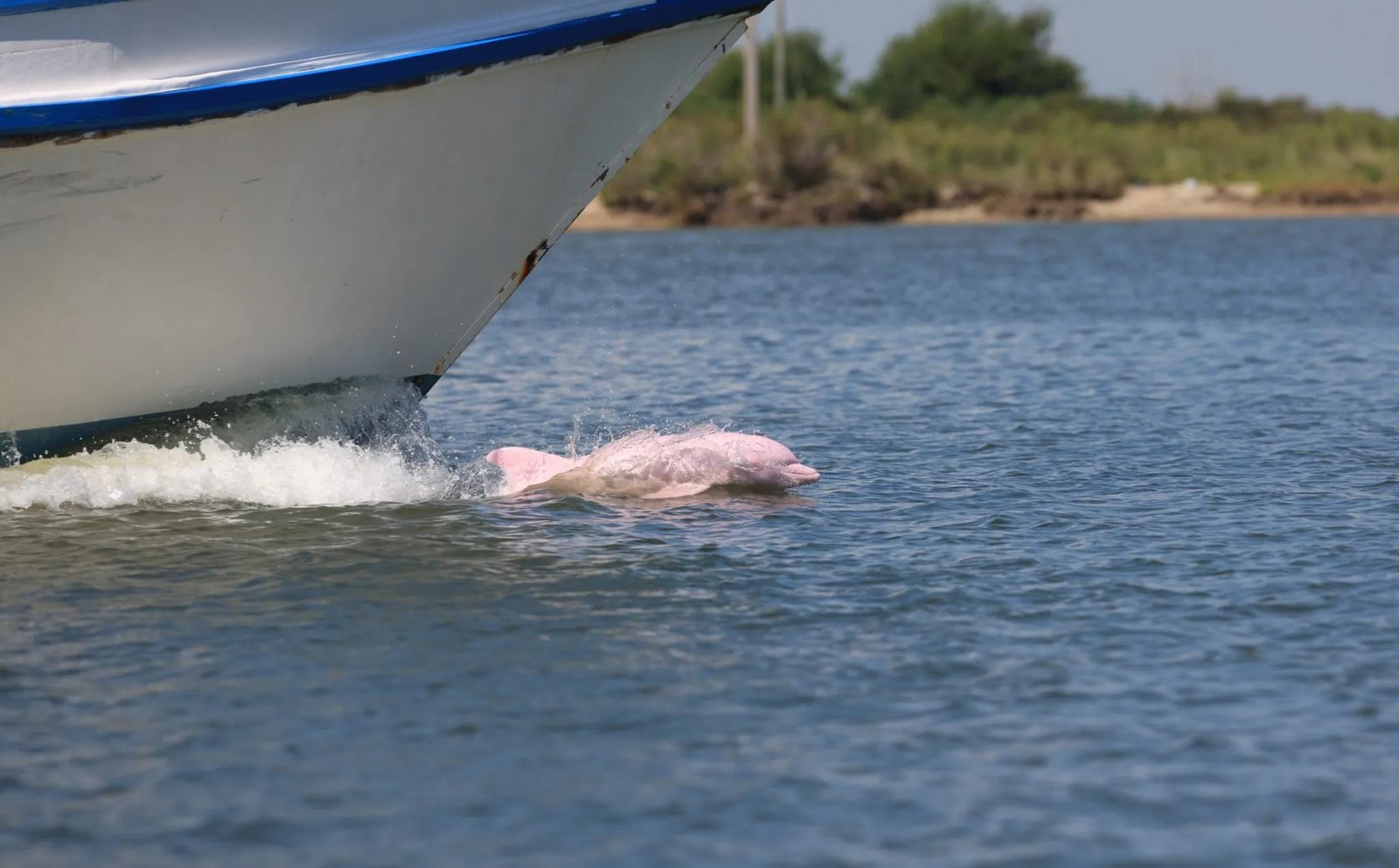 Angler on a boat holding a large Flounder by a lip gripper.
