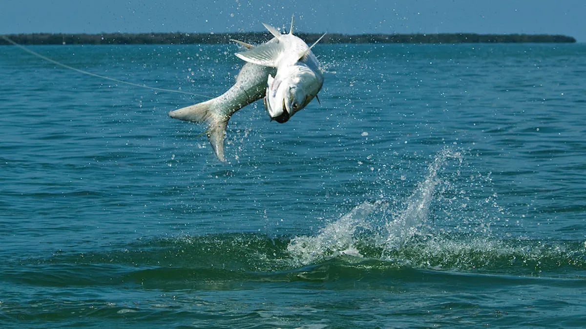 Tarpon jumping high out of the water, splashing