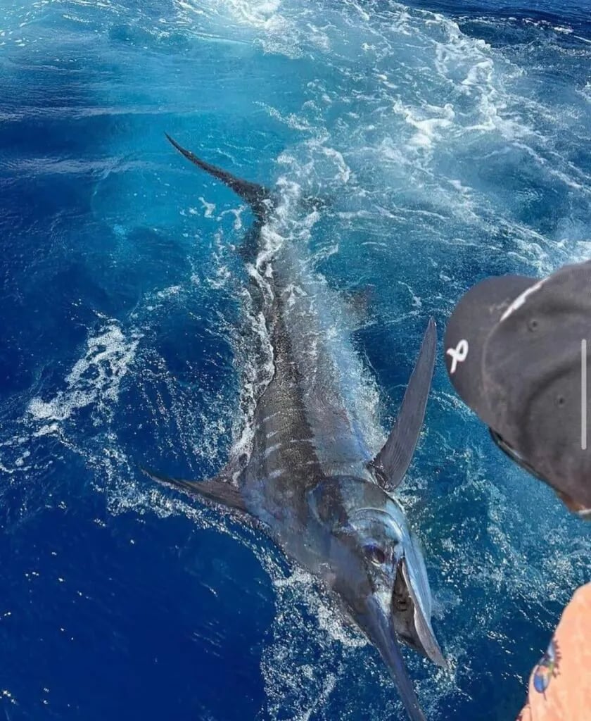 Blue Marlin jumping out of the water next to a fishing boat