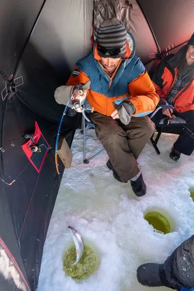 Angler pulling a Rainbow Trout from an ice fishing hole inside a tent