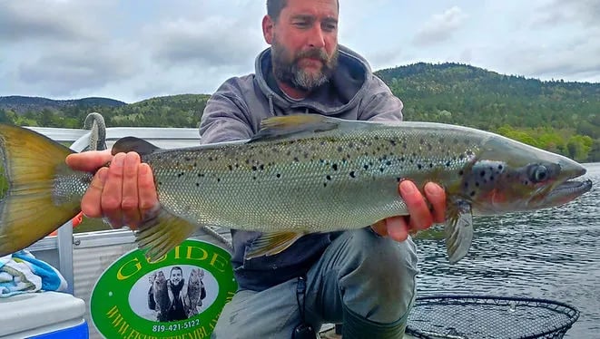 Angler holding a large Atlantic Salmon with a green guide logo visible.