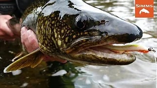 Close-up of a Northern Pike with a lure in its open mouth, held in water.