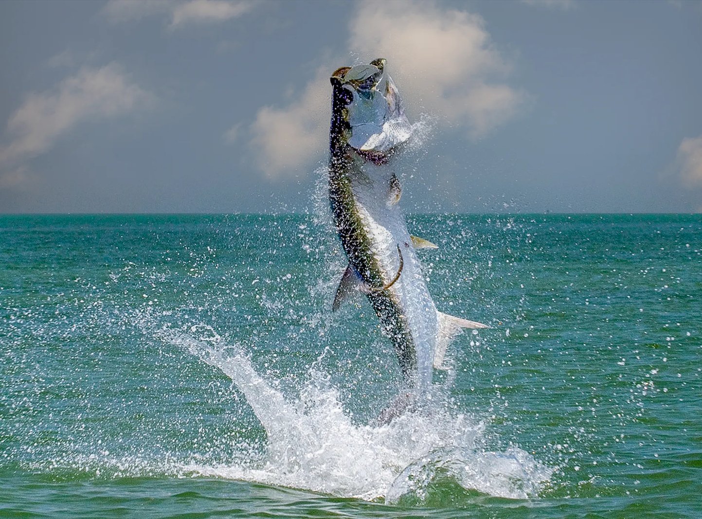 Large tarpon leaping dramatically out of the water, shaking its head.