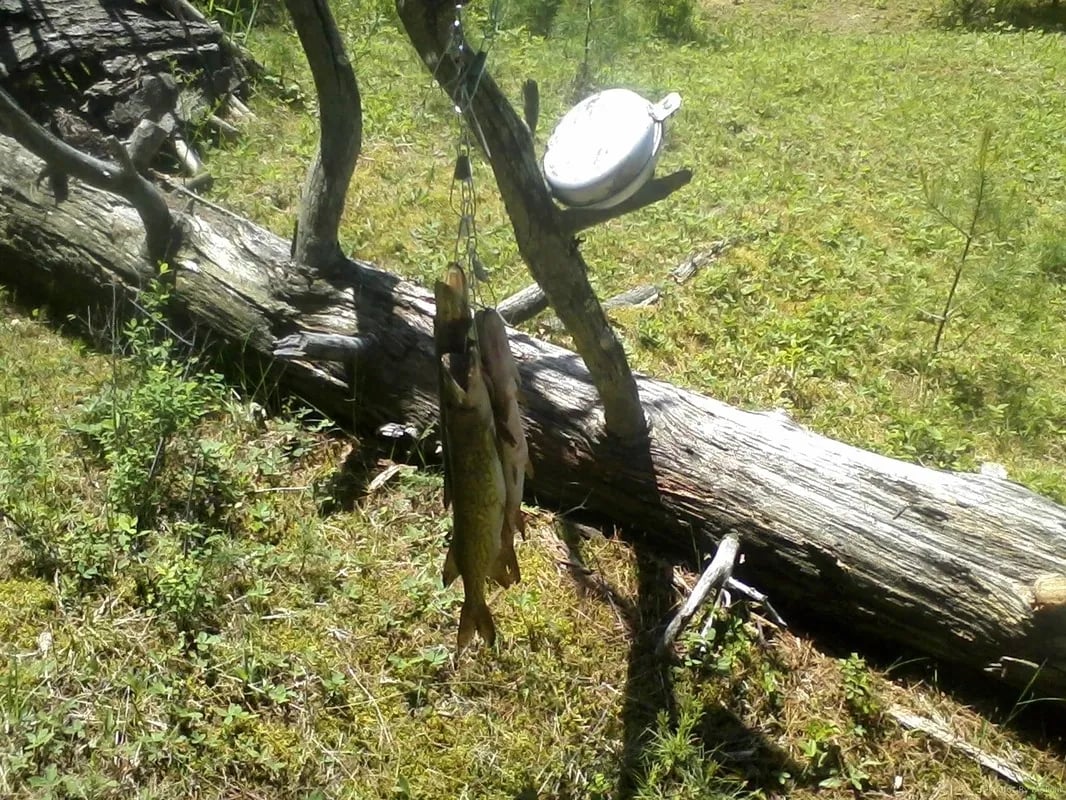 Two Northern Pike hanging from a tree branch next to a fallen log.