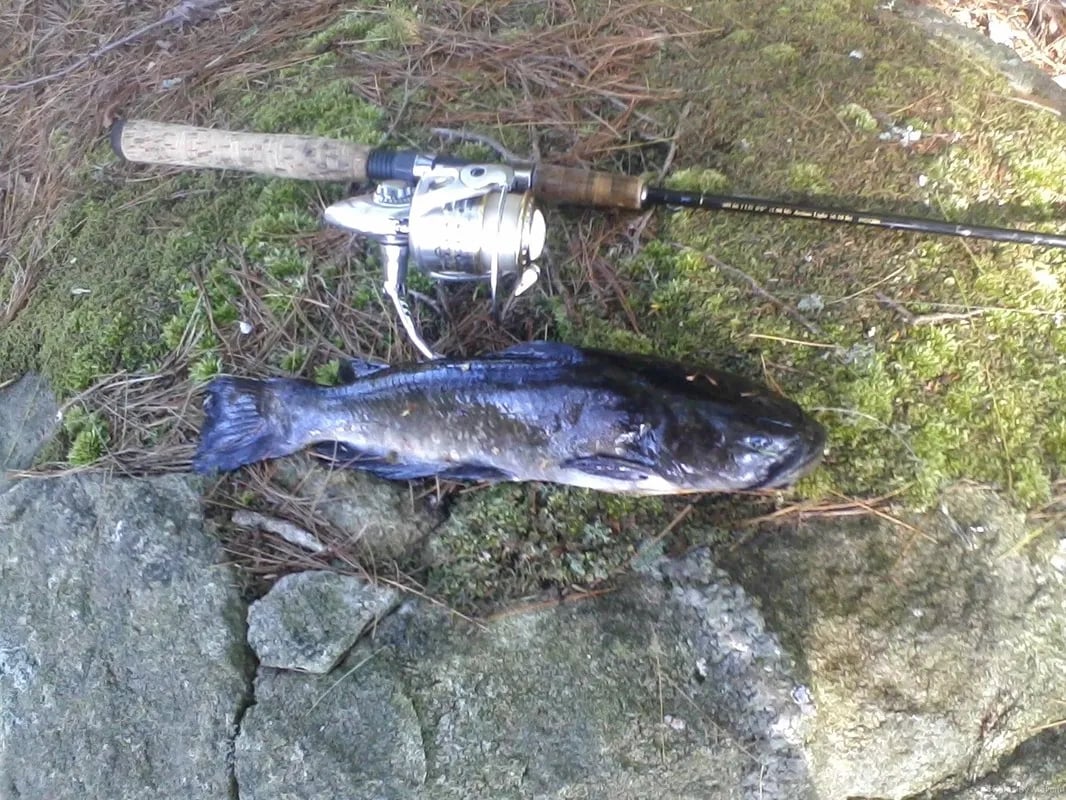 Catch of one Northern Pike and several yellow perch on green grass.