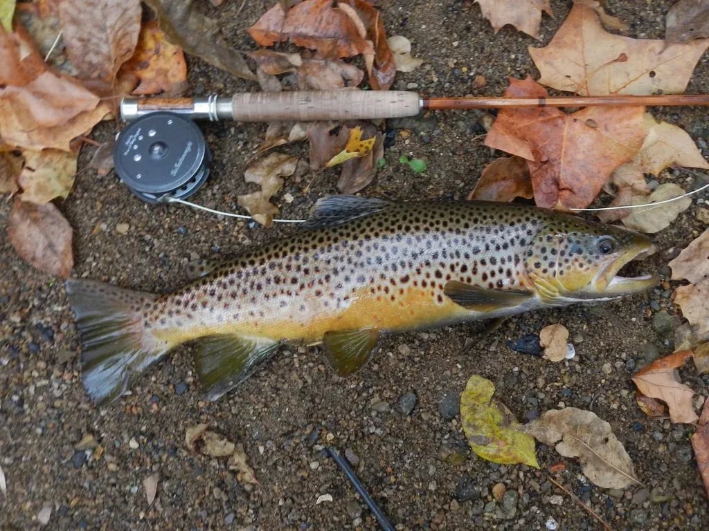 Brown Trout on a river bank next to a fly rod and reel.