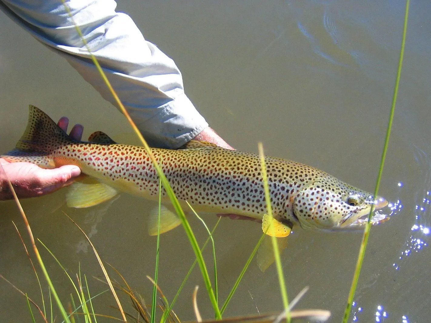Man in a hat holding a Brown Trout in a clear river.