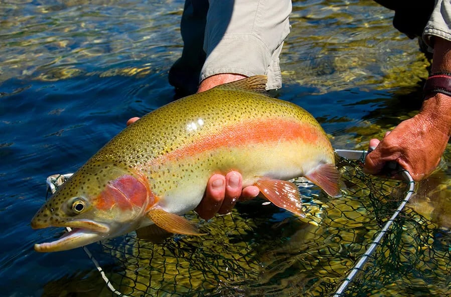 Angler's hand holding a vibrant Rainbow Trout in clear water.