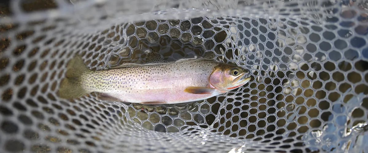 Small trout in a white landing net in clear water.