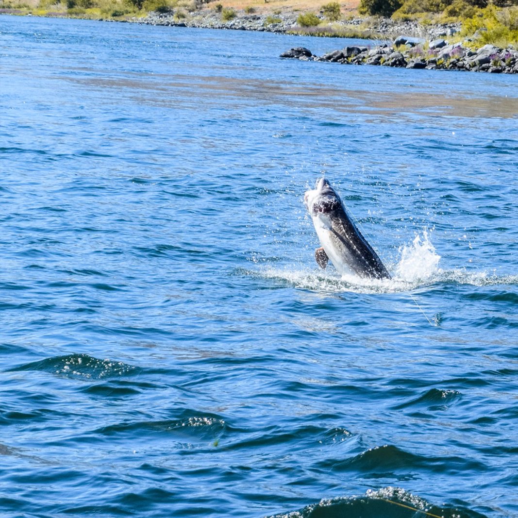 Group of people in the river holding a huge Sturgeon with a jet boat behind them.