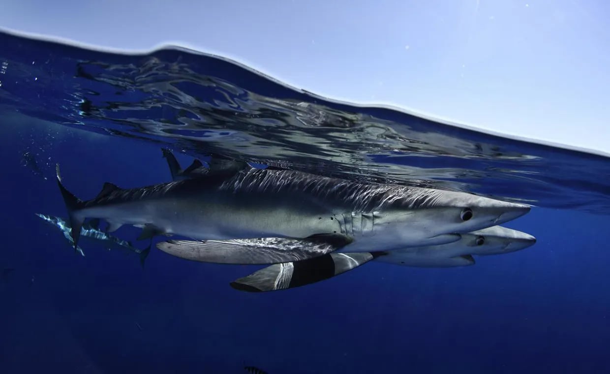 Underwater view of a shark swimming in blue water.