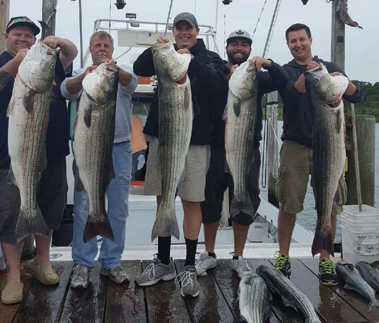 Group of anglers on a dock holding large Striped Bass.