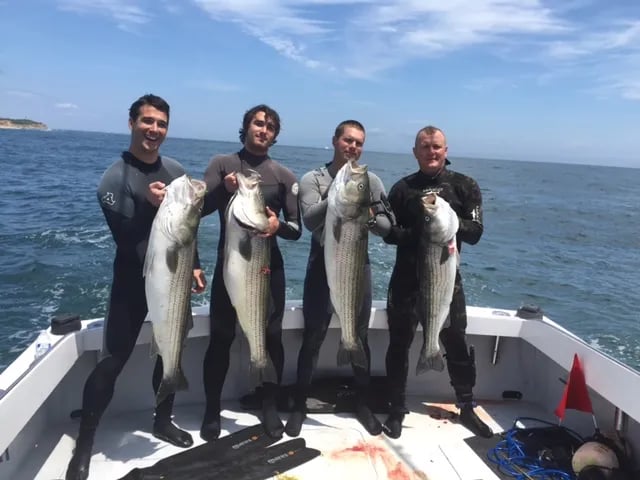 Four divers in wetsuits on a boat holding Striped Bass.