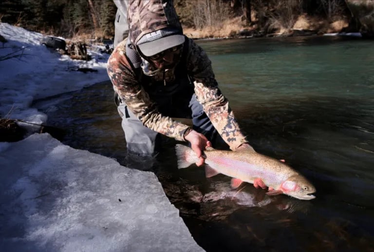 Angler releasing a rainbow trout in icy river water