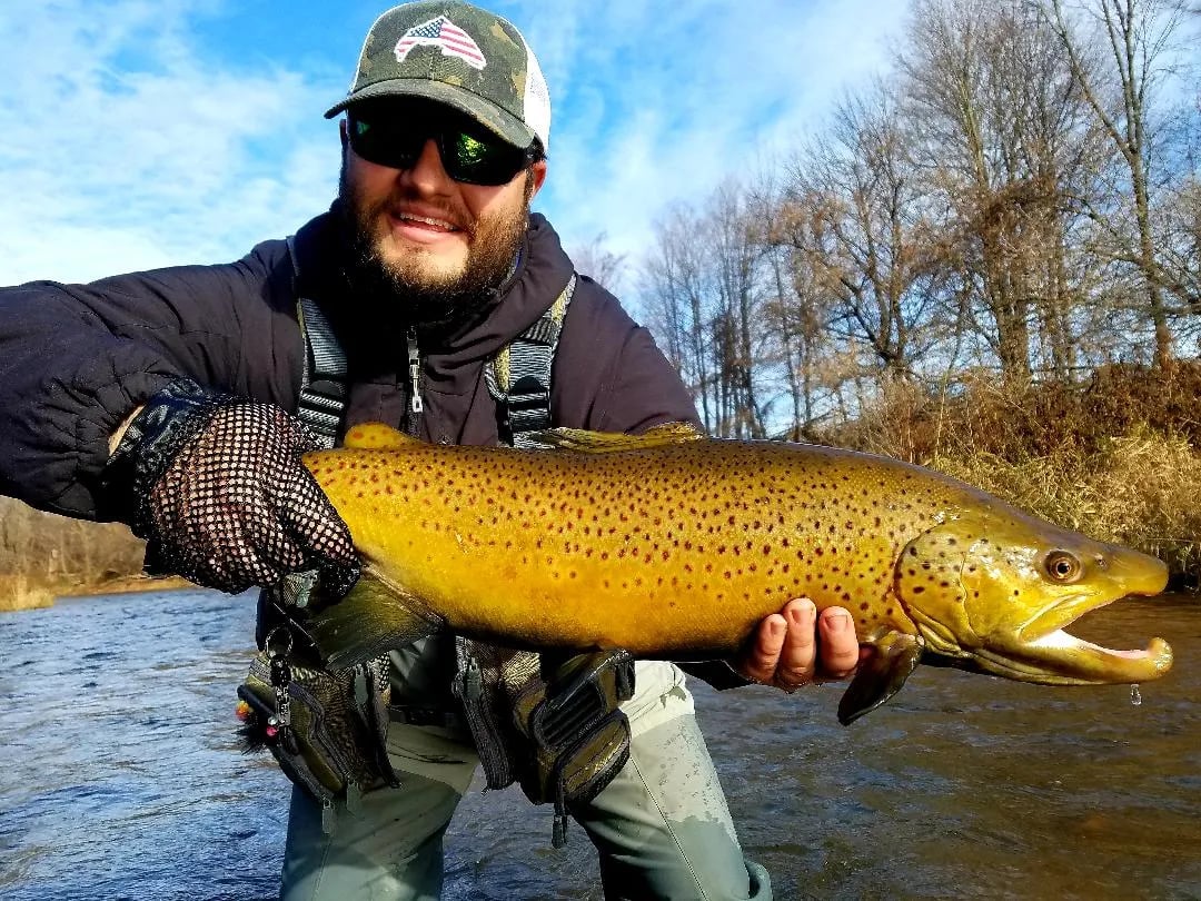 Angler holding a large spotted Brown Trout in a river.