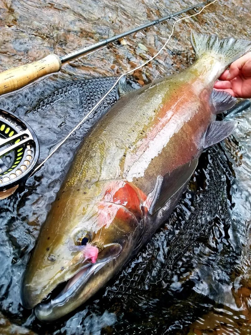 Angler holding a Brown Trout with a fly rod in his mouth in a river.