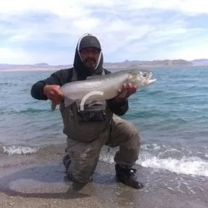Large Cutthroat Trout