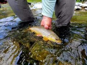 Angler's hands releasing a spotted Brown Trout into clear river water