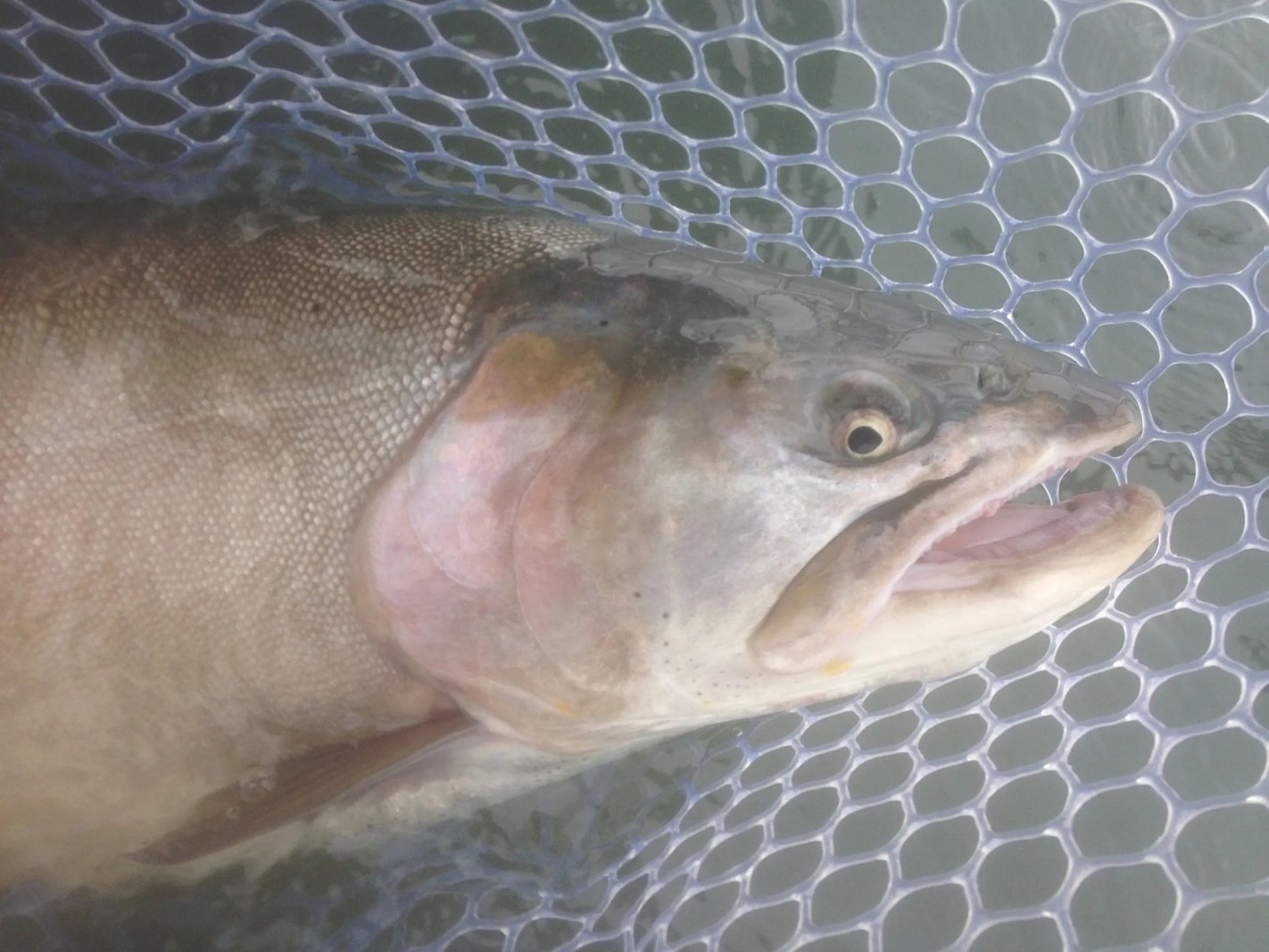 Close-up of a Cutthroat Trout in a landing net.