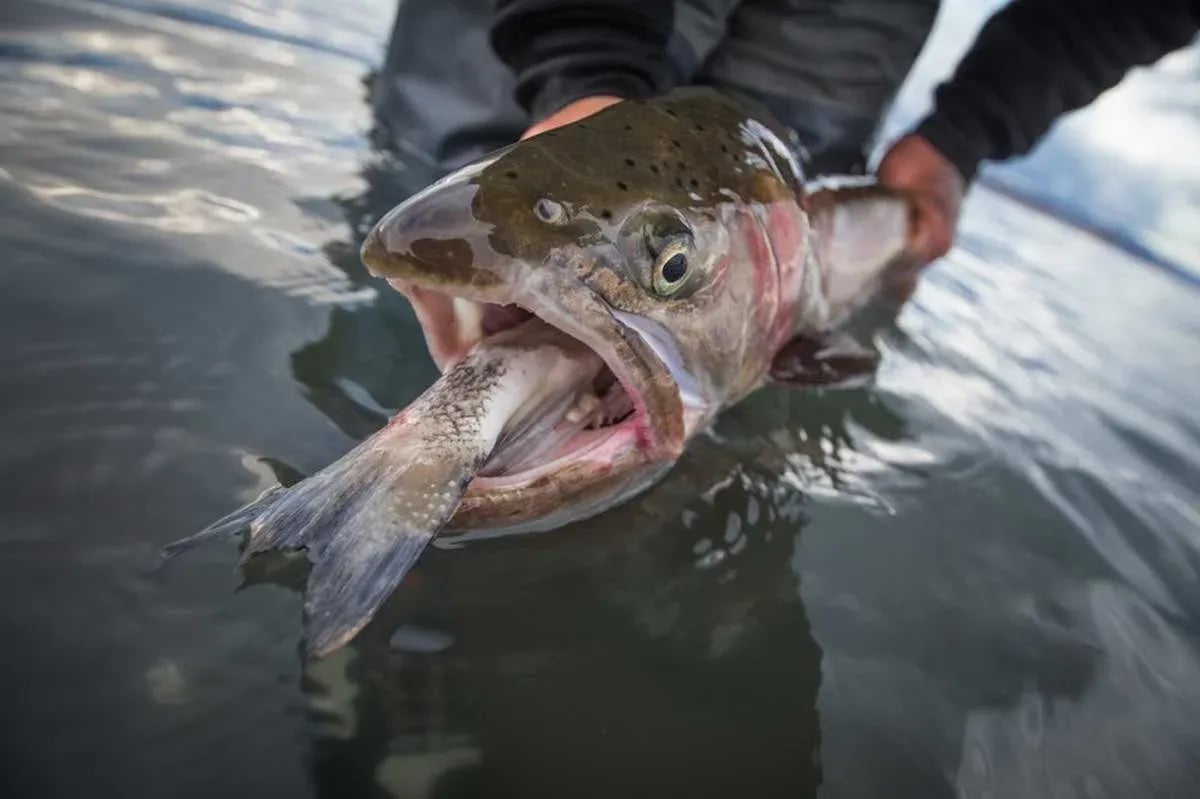 Cutthroat Trout with a tui chub in its mouth, held in shallow water.