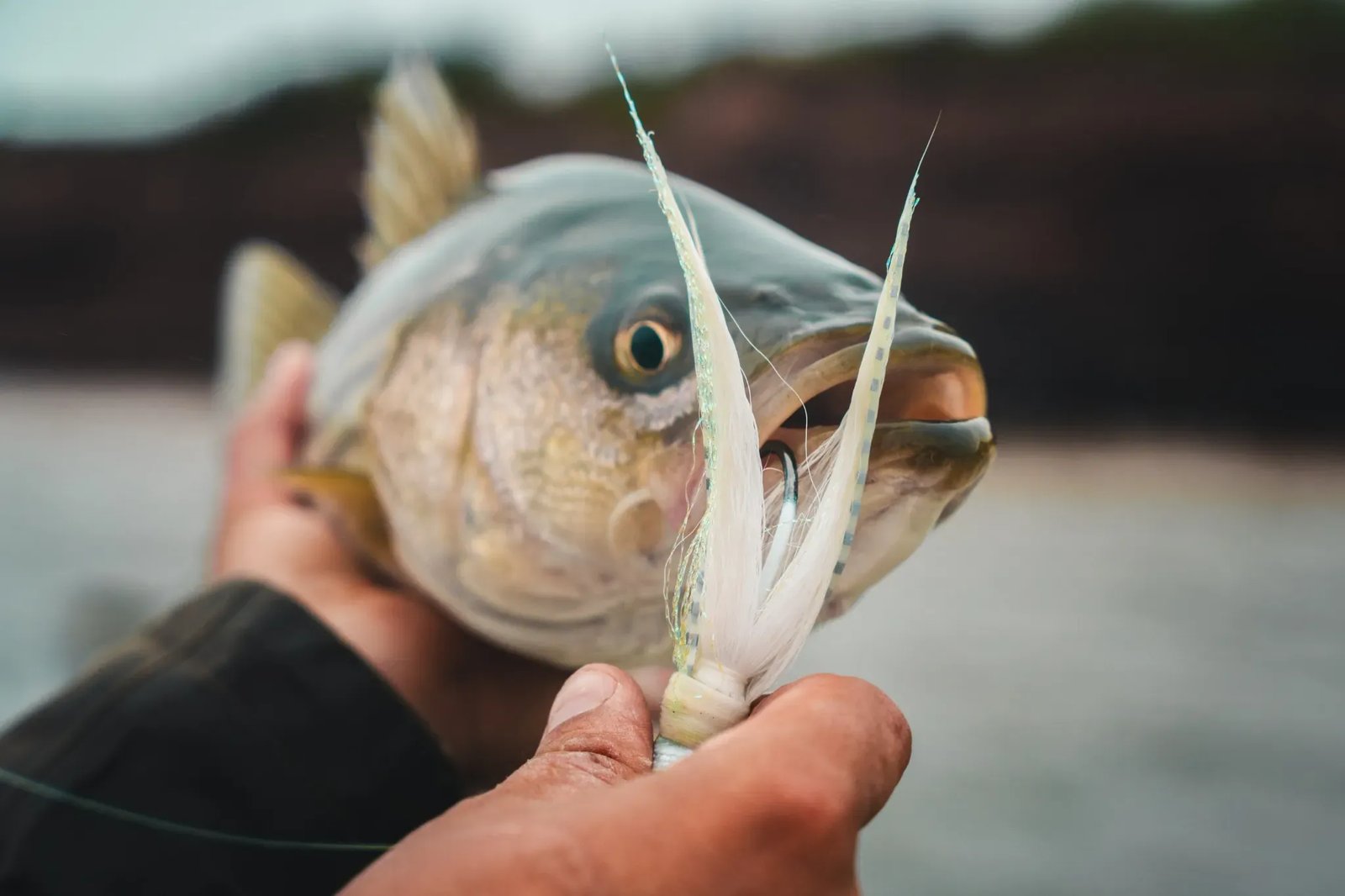 Hands holding a striped bass with a white lure in its mouth.