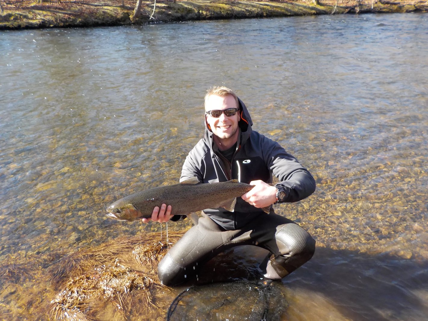 Angler kneeling in clear river water holding a large Steelhead.