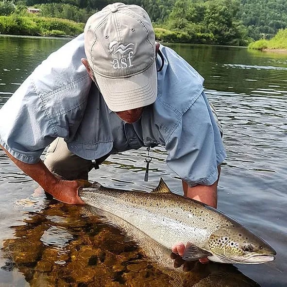Angler carefully releasing a large fish in shallow river water.