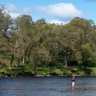 Angler wading and casting in a wide river with a forested bank under a blue sky