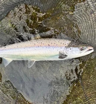Smiling angler holding a Brown Trout in a net in shallow river water
