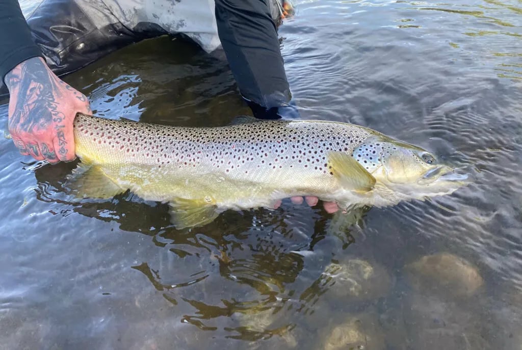 Hands carefully holding a large Brown Trout in clear river water
