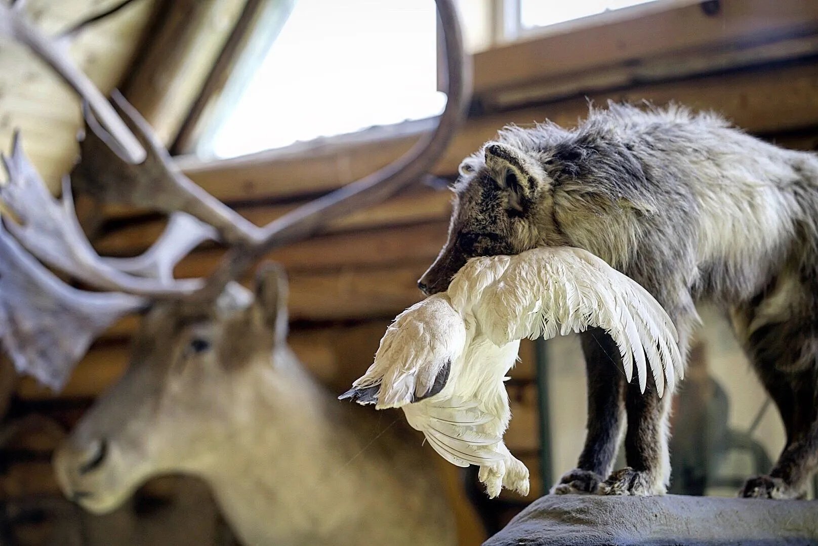 Taxidermy mount of a wolverine-like animal holding a bird, with a caribou head in the background