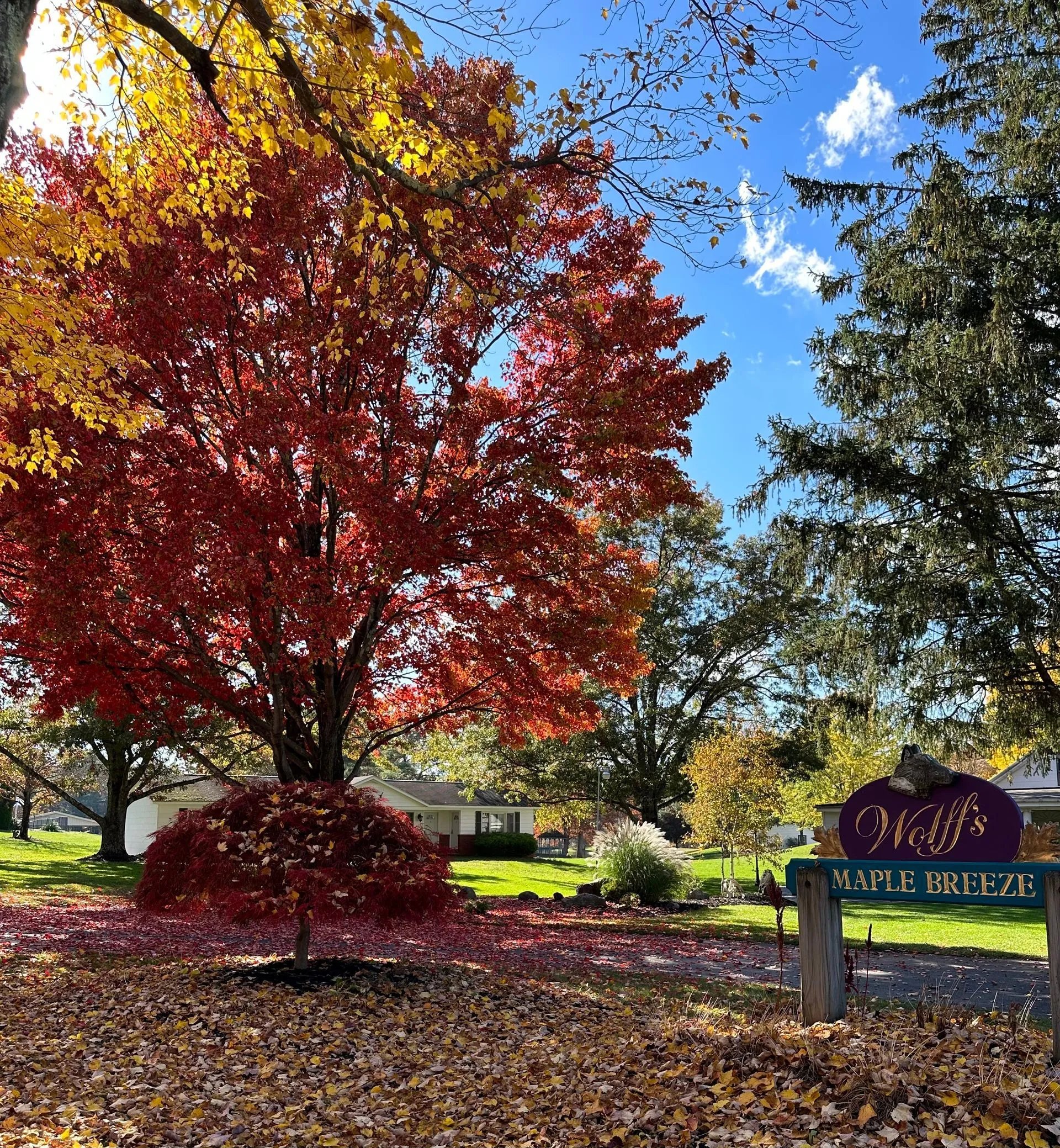 Wolff's Maple Breeze sign at the entrance, framed by vibrant red and yellow fall foliage.