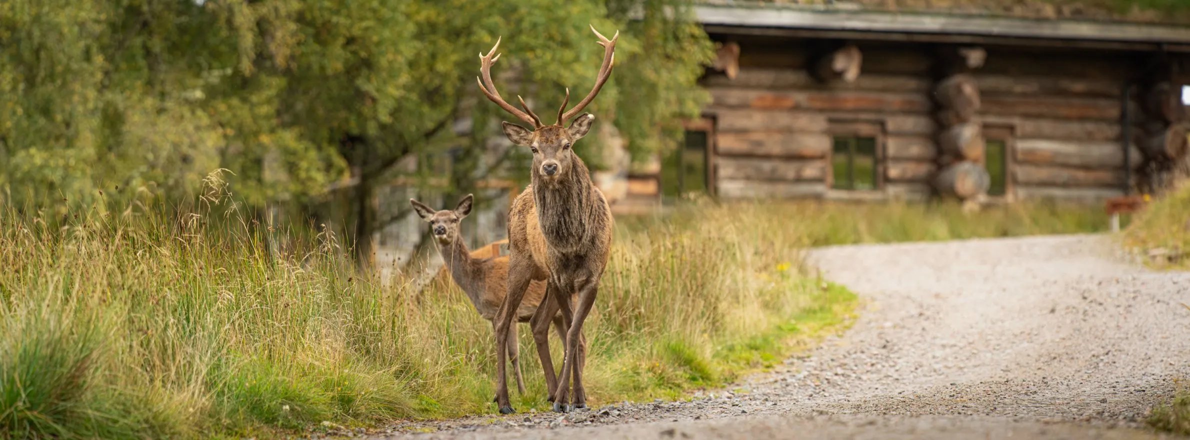 Red deer stag standing on a gravel path in front of a log cabin