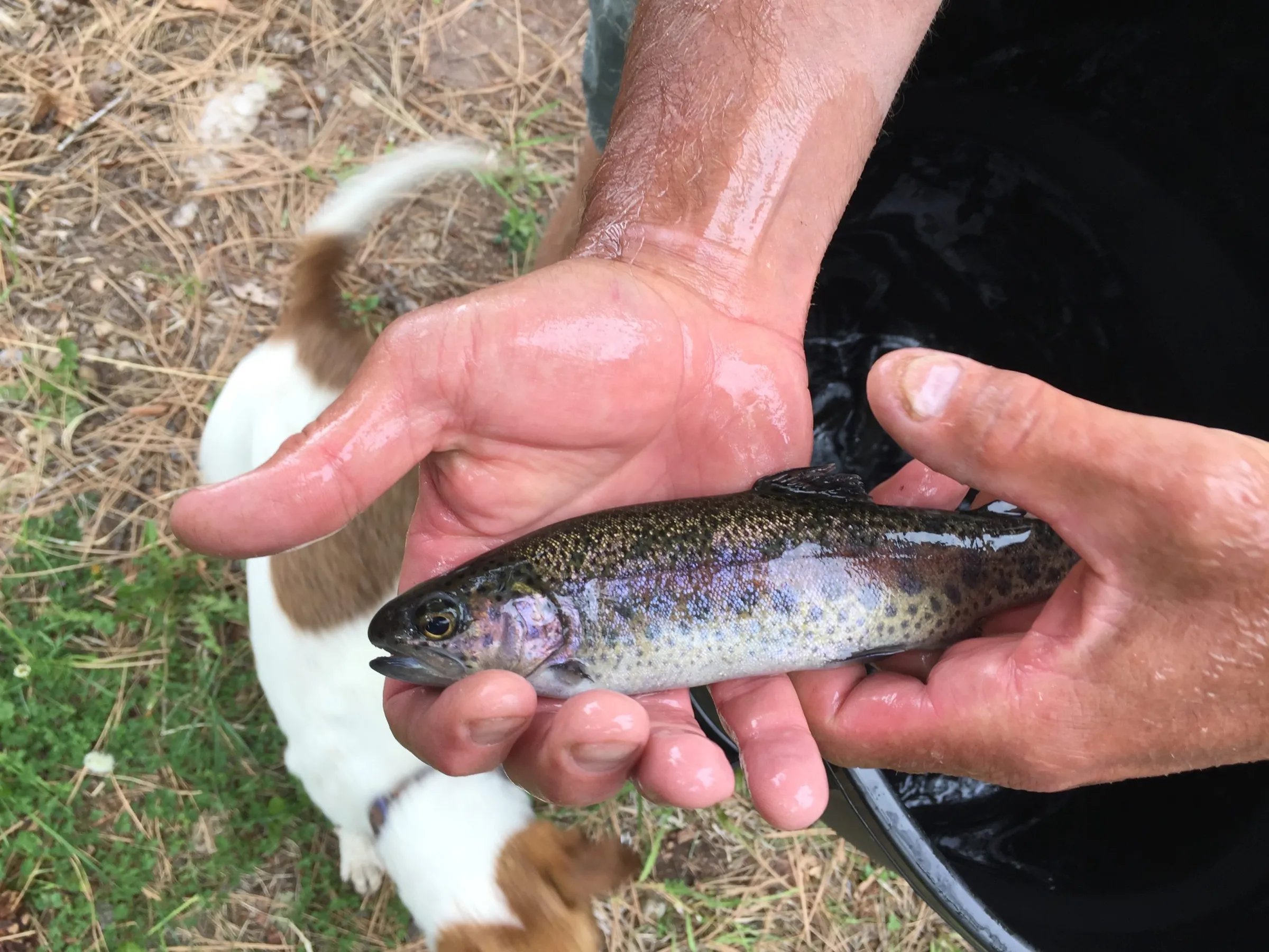Hands gently holding a small rainbow trout over a bucket