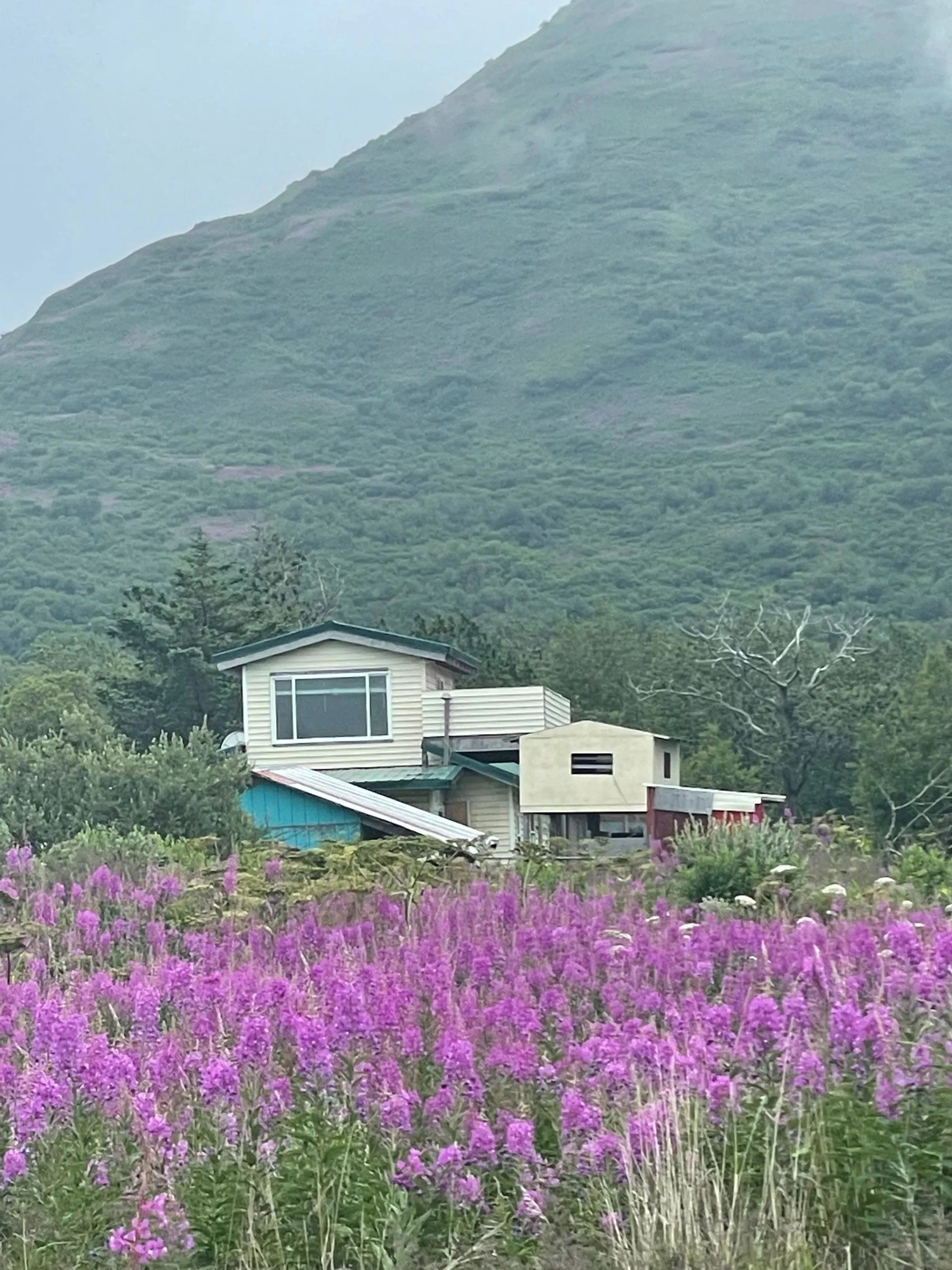 House surrounded by pink wildflowers and greenery at the base of a green mountain on a foggy day.
