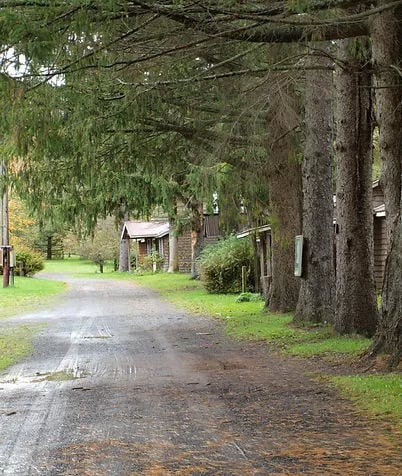 Dirt road winding through tall pine trees towards rustic cabins.