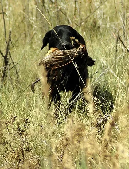 Black retriever dog carrying a pheasant through tall dry grass
